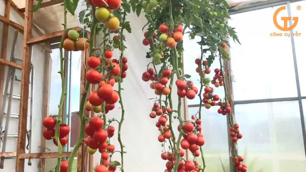 Cây cà chua bạch tuộc có thể phát triển tới 3m trong nhà kính và có thể là hơn thế nữa nếu như trồng ngoài tự nhiên