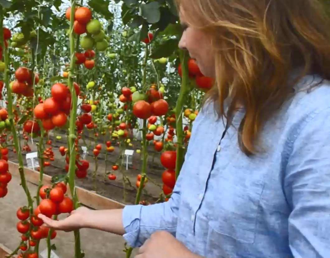 Với con số 15 chùm cà chua trên một thân cây quả là ấn tượng
