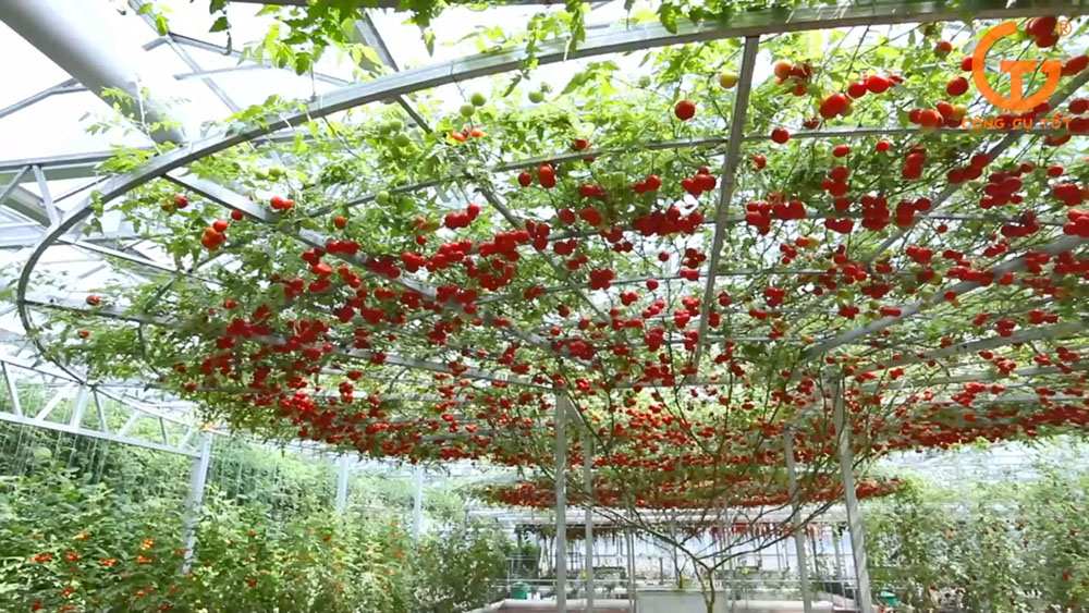 Những cây cà chua được nắn phát triển thành từng giàn, trông thật tuyệt vời