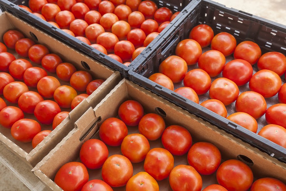 Giúp tận dụng được nguồn cà chua khi trồng quá nhiều hoặc mua được khi giảm giá