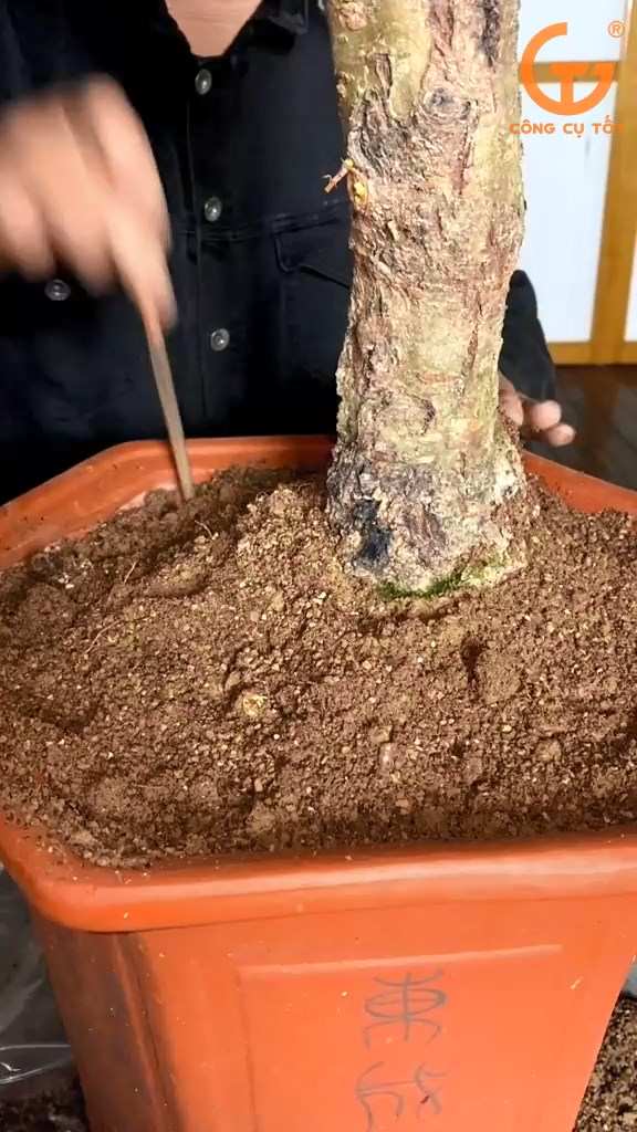 Sau khi trồng cây vào chậu cần dùng một chiếc que để chọc liên tục vào đất