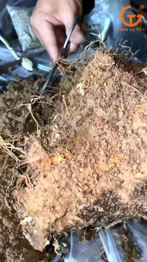 Loại bỏ bớt đất và cắt tỉa phần rễ cây