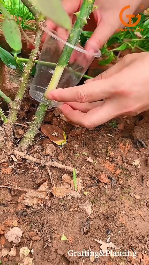 Luồn một chiếc cốc nhựa vào gốc cây đã được lột vỏ