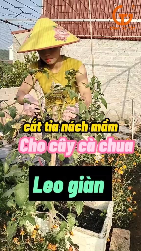 Cần phải cắt tỉa cành cho cà chua leo giàn