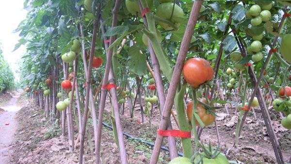 Những cây thân mềm, nhất là cà chua cần được cố định cành