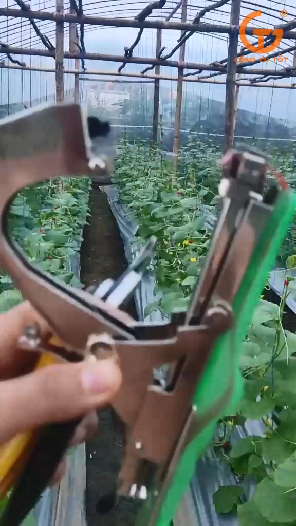 Sử dụng máy buộc cành trong trang trại trồng dưa lưới