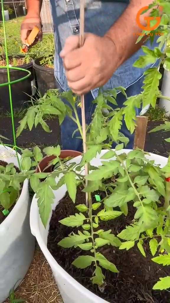 Sử dụng máy buộc cành trong canh tác cà chua giúp tiết kiệm thời gian, công sức cho người nông dân