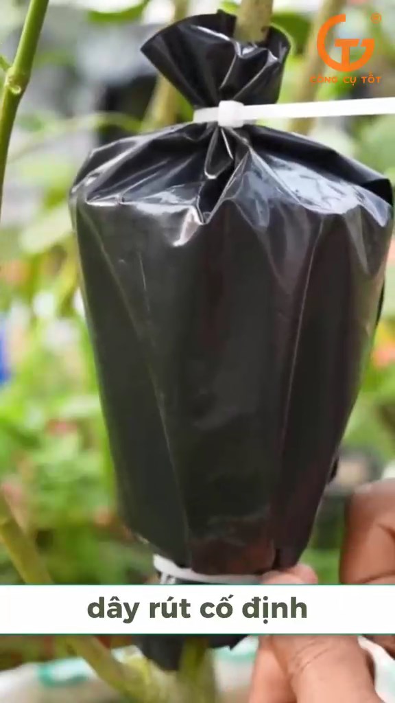 Sử dụng túi ni lông đẻ đậy giữ môi trường ẩm ướt cho cây