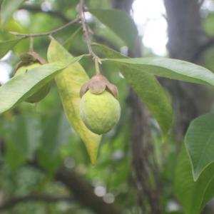 Kỹ thuật trồng dó trấm (Trầm Hương)