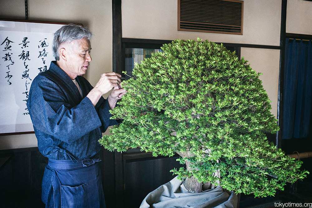 Chăm sóc bonsai đòi hỏi những dụng cụ đạt chuẩn