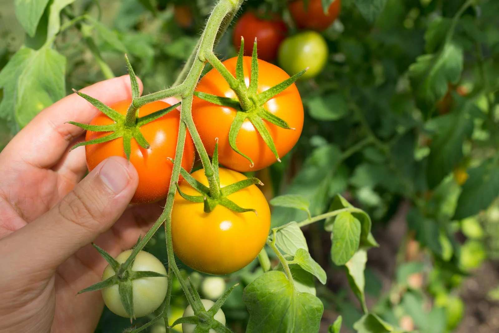 Cà chua chín kỹ thuật