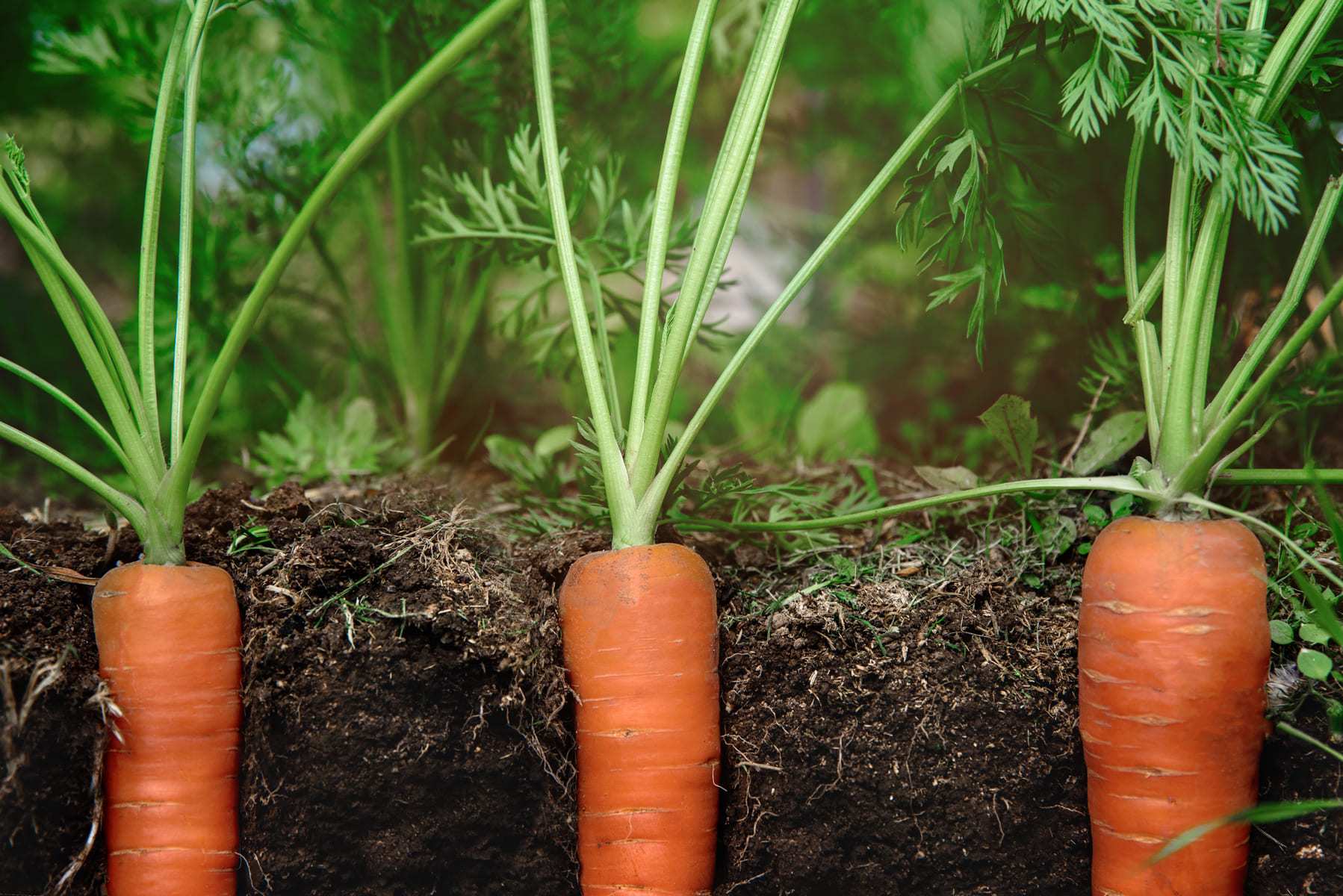 Kỹ thuật gieo trồng cà rốt