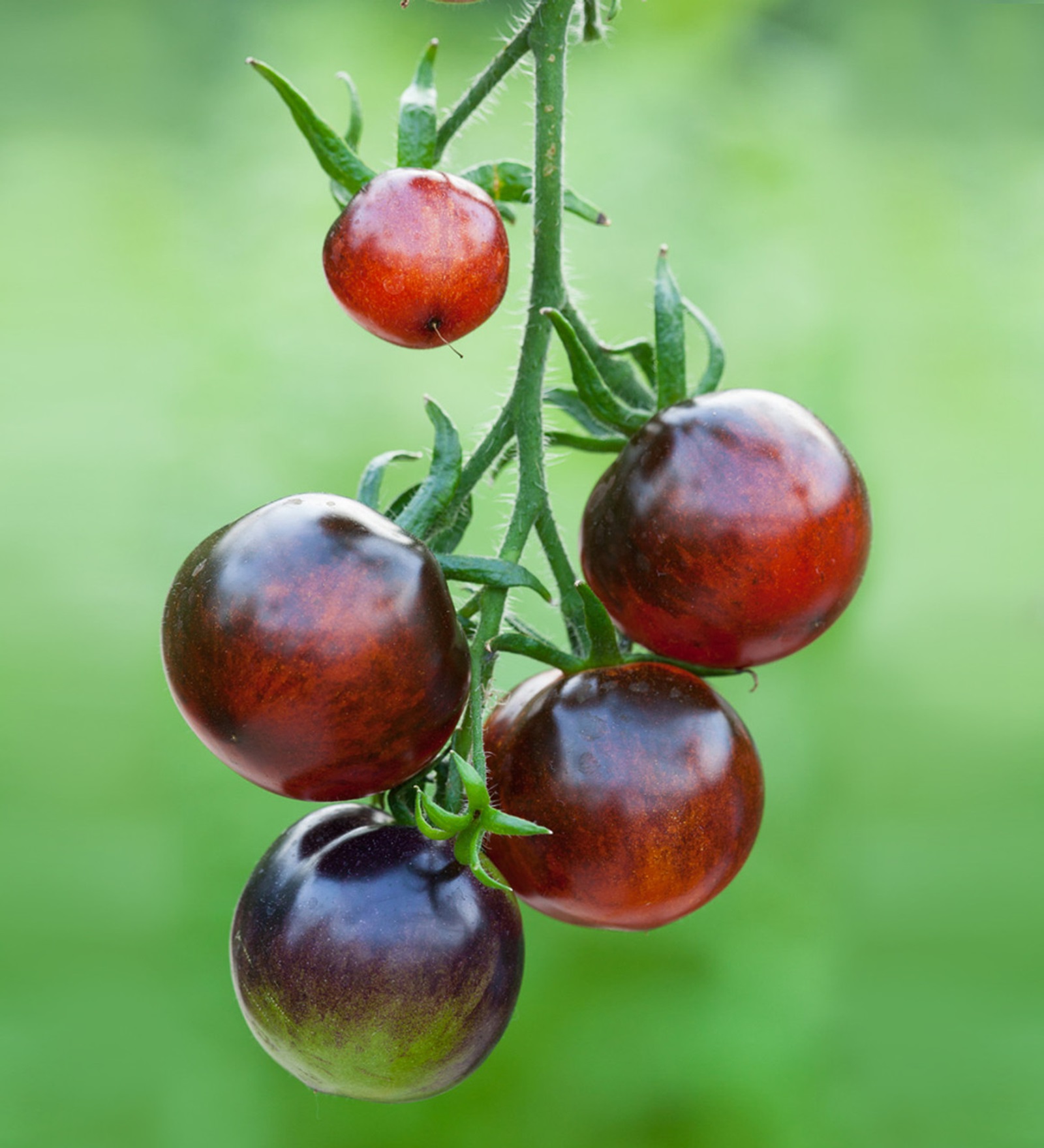 Màu sắc của cà chua Indigo Rose từ hồng cho đến đen tím
