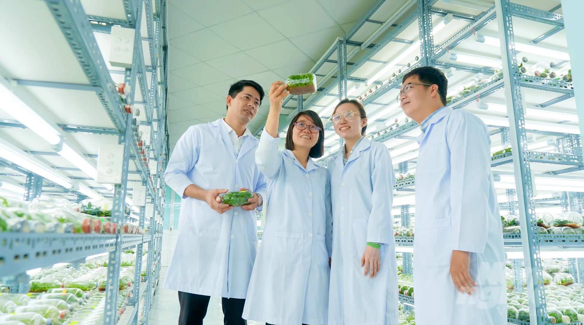 Vận dụng tiến bộ khoa học vào trồng rau