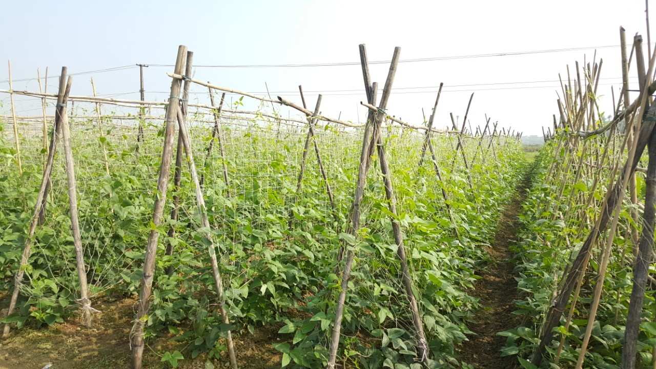 Kỹ thuật trồng đậu cove