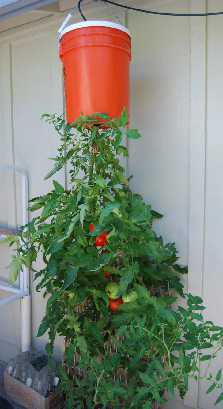 Những lưu ý về ánh sáng, nhiệt độ ,độ ẩm, tốc độ gió khi trồng cà chua ngược ở ban công