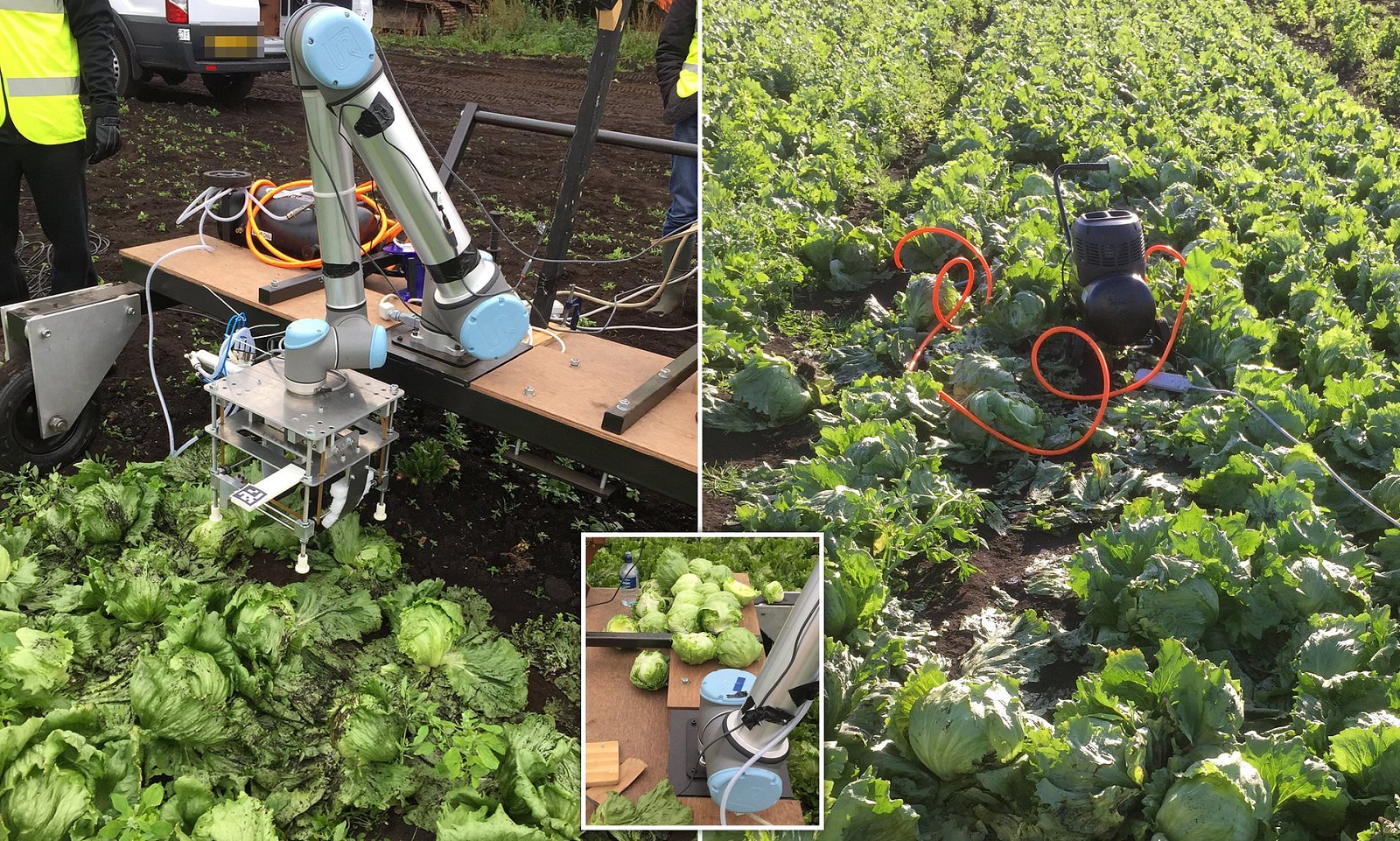 Robot Vegebot thu hoạch rau xà lách tại thực địa