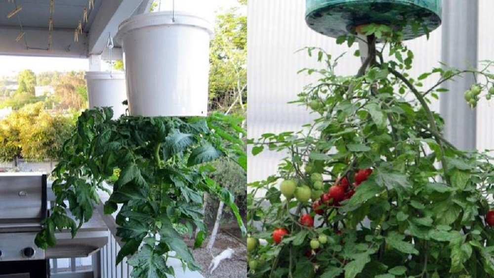 Tại sao nên trồng cà chua ngược ở ban công?