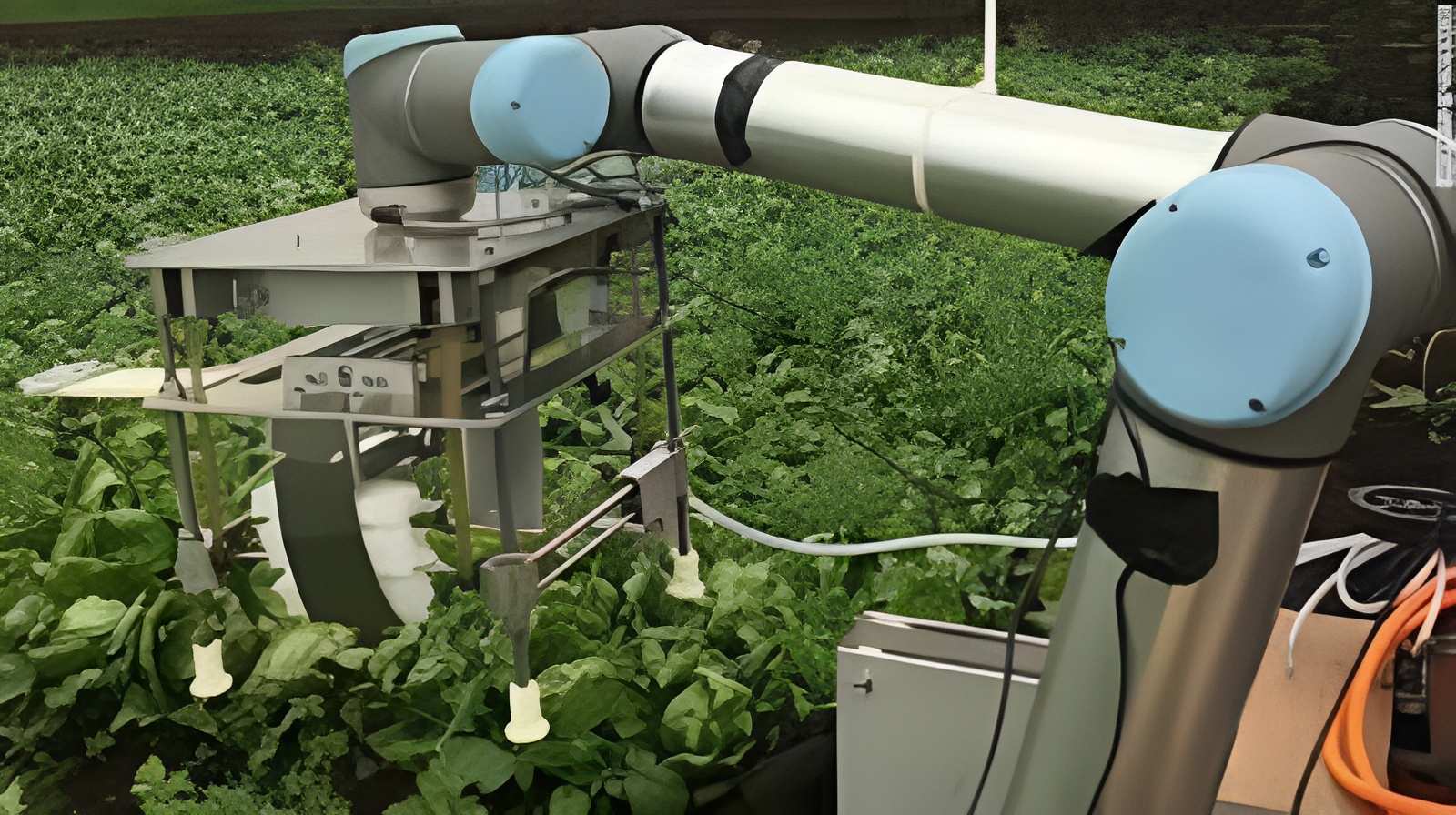 Robot thu hoạch rau xà lách Vegebot