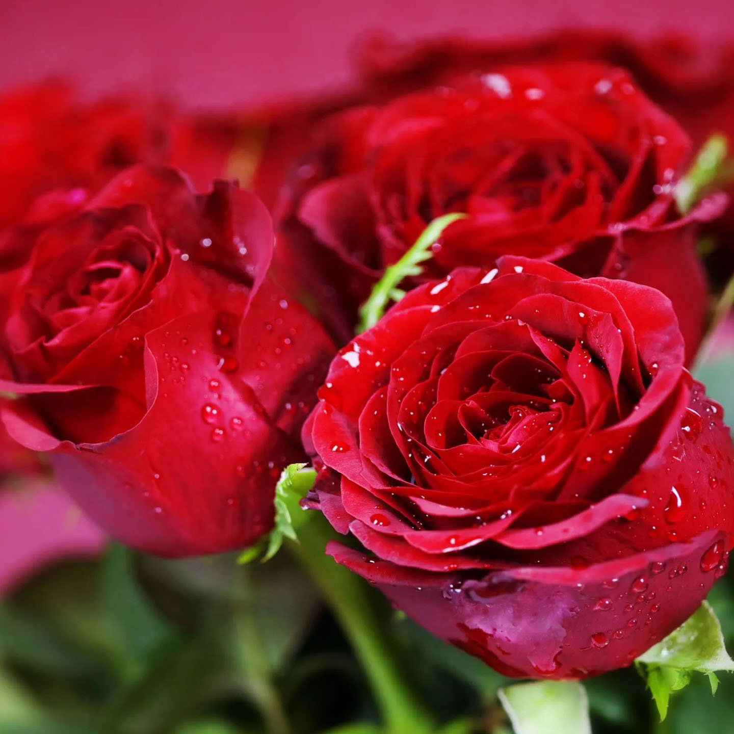 Trồng hoa hồng - Nguyễn Huy Trí